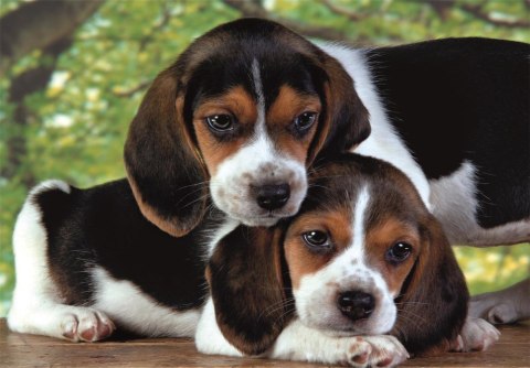 Puzzle 500 HQC SZCZENIACZKI BEAGLE PIESKI Plakat Clementoni 35536